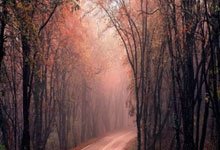 意大利队员比赛中呈现出高水平技术